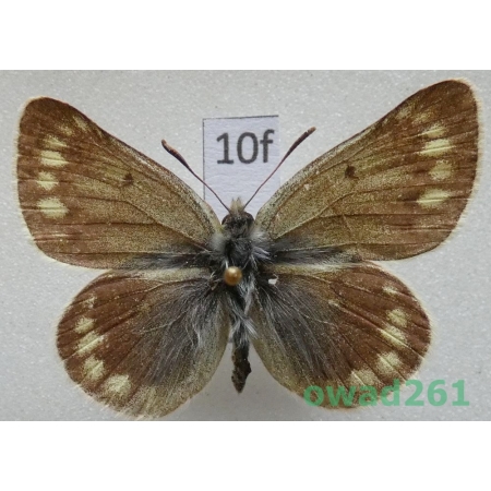 Colias cocandica maja Grum-Grshimailo, 1891 Uzbekistan10f